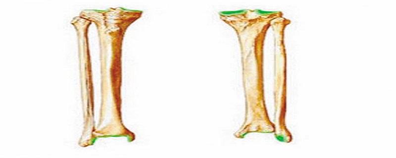 胫骨腓骨的区分（胫骨和腓骨的区别 位置图）