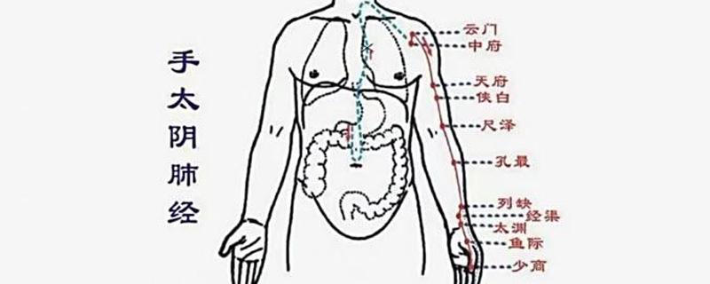 肺经的准确位置和走向（肺经的准确位置图）