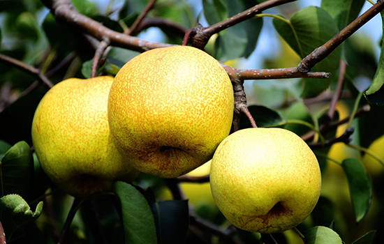 陕西有哪些特色水果 陕西特产