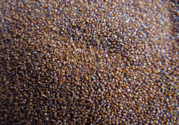 海藻面膜怎么调 海藻面膜的调制方法步骤