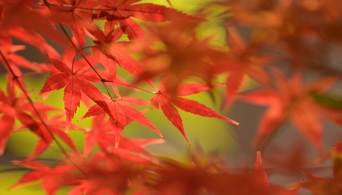 秋冬季适合的口红颜色有哪些 哪些口红颜色最适合秋冬季使用