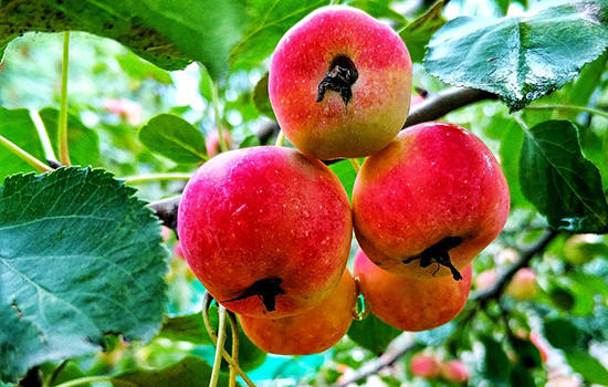 陕西有哪些特色水果 陕西特产
