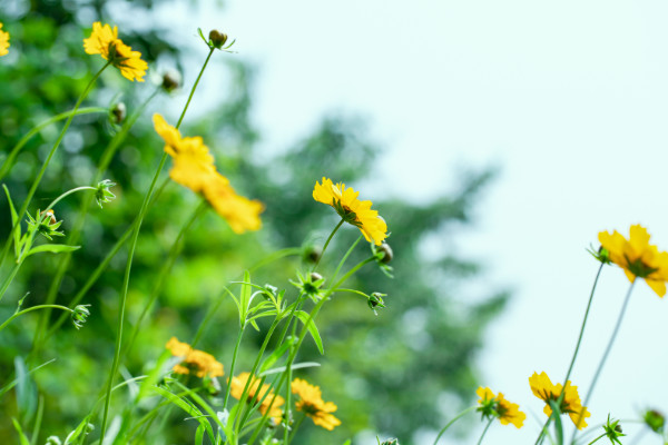 小暑六月节全文带拼音  小暑六月节古诗文翻译