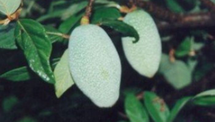 寒天和爱玉的区别 寒天和爱玉有什么不同