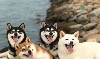 柴犬毛发的养殖方法 如何保养毛发