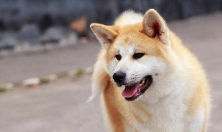 秋田犬性格 秋田犬指什么