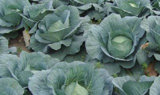 撇了菜是什么菜 撇了菜的介绍