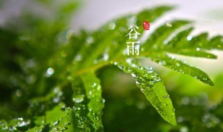 谷雨吃什么食物 有什么特别的食物