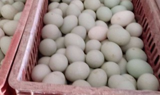 新鲜鸭蛋怎么做 新鲜鸭蛋怎么做好吃