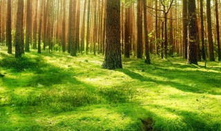 赞美阳光的唯美句子 赞美阳光的唯美句子有什么