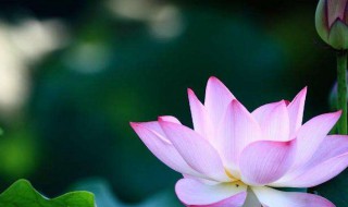 关于荷花的古诗 有关荷花古诗介绍