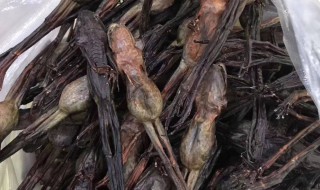 林蛙干怎么存放 林蛙干如何存放