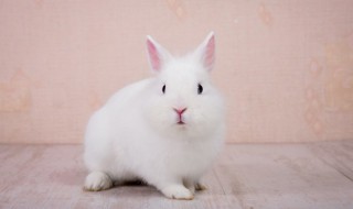 介绍小白兔的外形特点 怎么写小白兔的特点