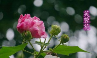 芙蓉雨歌词什么解释 芙蓉雨歌词展示