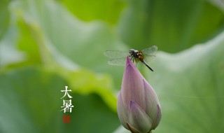 大暑养生要点讲解大暑节气如何养生 大暑怎么养生