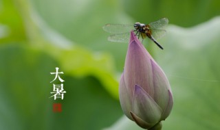 大暑是不是最热的时节? 每年的大暑是不是最热的时节