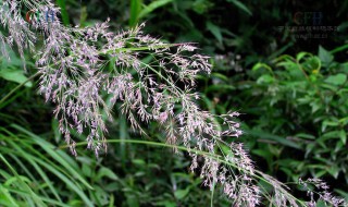 茅怎么读 :茅拼音怎么读