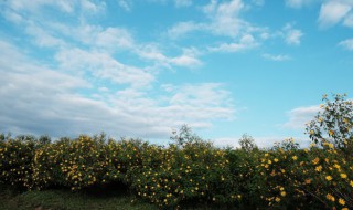 天空歌词 天空的歌曲简介