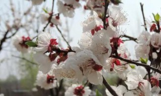 杏花长什么样 杏花长啥样