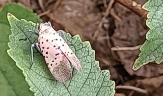 花豆娘是什么昆虫 花豆娘昆虫相关介绍