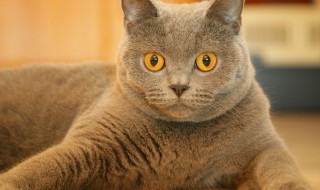 猫能吃鸡肝吗 能不能给猫咪吃鸡肝