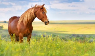 关于马的手抄报资料 关于马的相关知识