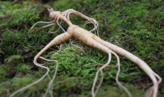 野台参别名是什么 野台参产自哪里