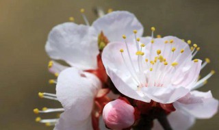 杏花是什么季节开的 杏花的花期介绍