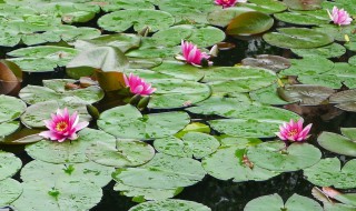 睡莲花语和寓意 睡莲的花语是什么