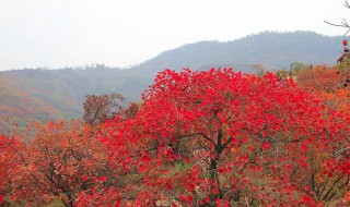 以红叶著名的香山位于哪座城市？ 香山介绍