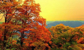 停车坐爱枫林晚的坐是什么意思 停车坐爱枫林晚原文及译文