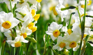 水仙花的特点 水仙花有哪些特点