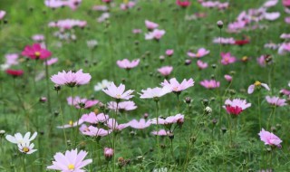 格桑花外形特点 格桑花的有关外型特征