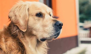 小狗的消暑方法 夏日狗狗消暑方法介绍