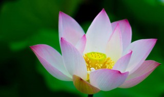 出污泥而不染濯清涟而不妖的意思 出污泥而不染濯清涟而不妖原文及译文