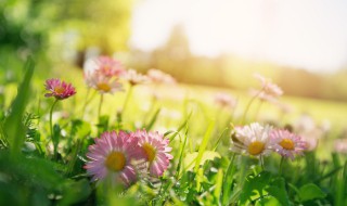 写春天的景色作文300字 春天景色的作文300字