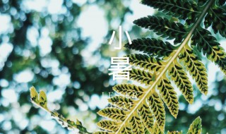 小暑大暑怎么养生 如何在小暑大暑养生