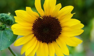 中伏的作用 中伏有什么作用