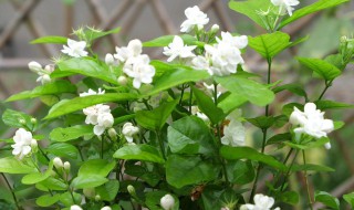 关于茉莉的资料 茉莉的介绍