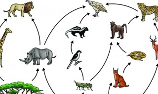 关于食物链的资料 关于食物链的内容