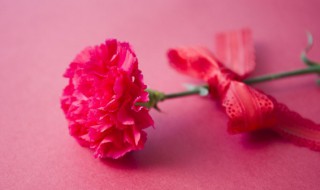 关于康乃馨的资料 康乃馨的资料有哪些