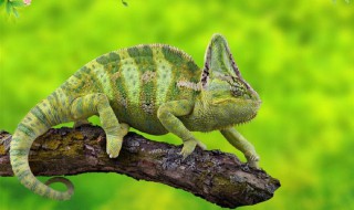 关于变色龙的资料 变色龙的介绍