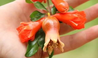石榴花怎么吃 石榴花吃法