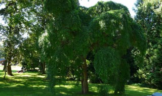 不想种树也不想乘凉是什么意思 不想种树也不想乘凉解释