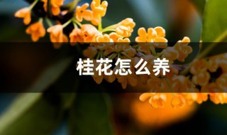 桂花养植 桂花如何养植