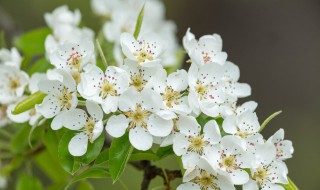 梨花寓意 梨花寓意简单介绍