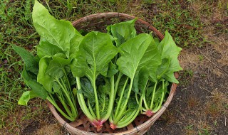 菠菜可以和牛奶一起吃吗 菠菜和牛奶的正确吃法