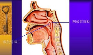 咽管功能不良有哪几种原因 有2种原因