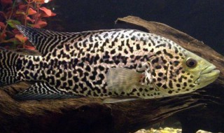 花斑鱼营养价值 花斑鱼的介绍