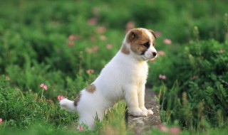 小孩适合养什么狗 这些狗狗都适合小孩养